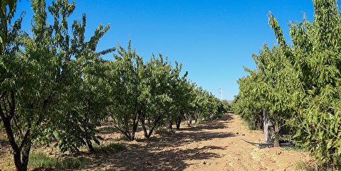 باغداران چهارمحال و بختیاری ۵۰۰ درخت نذر توسعه عتابت کردند